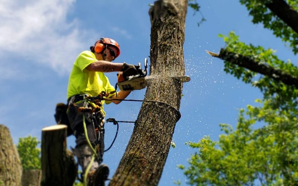 tree removal hills district