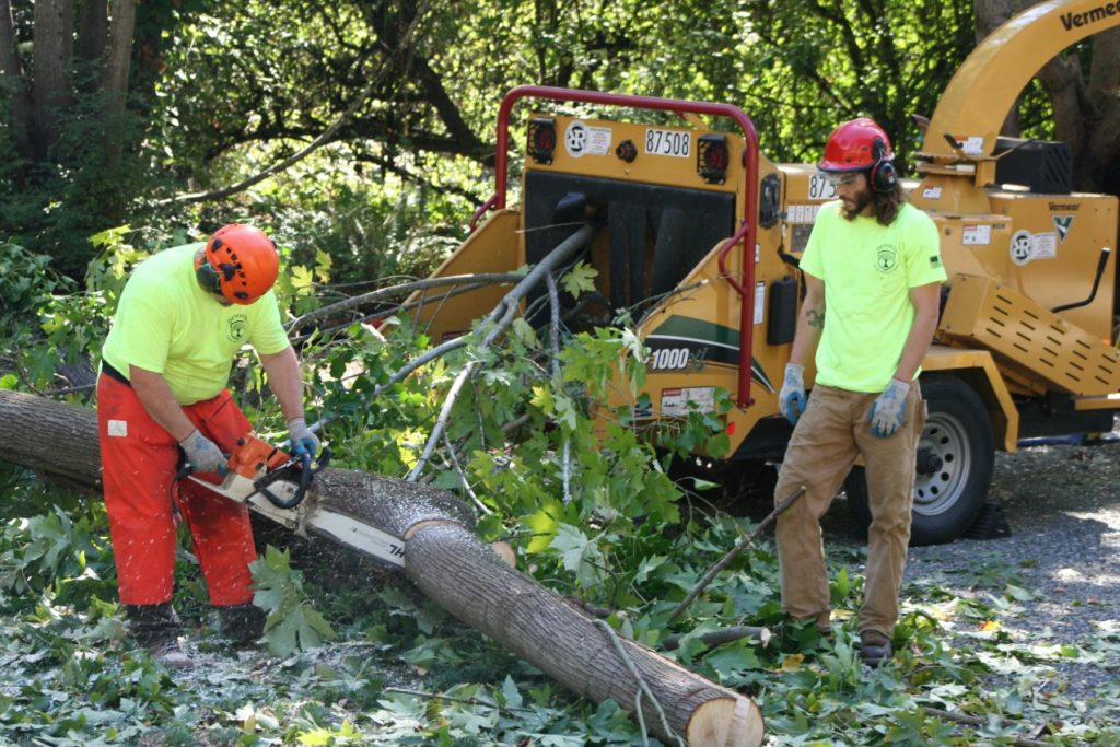 tree removal north shore