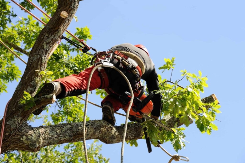 tree removal north shore