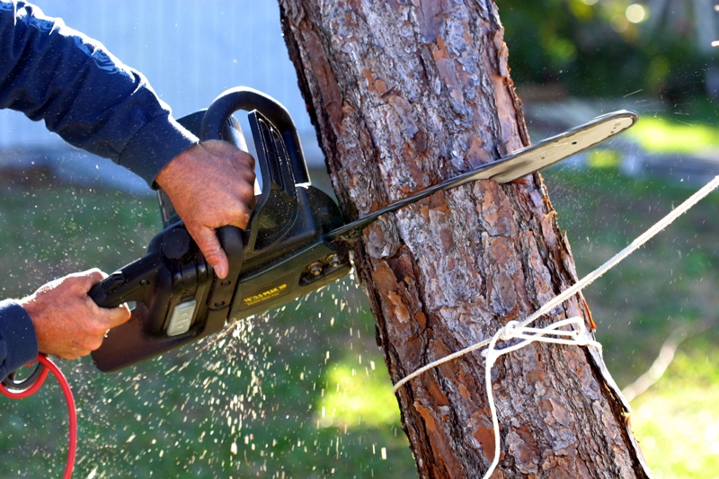 tree removal hills district