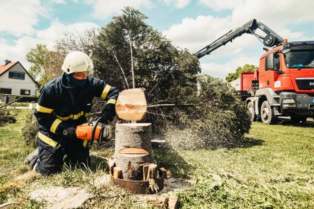 Professional Tree Removal Service