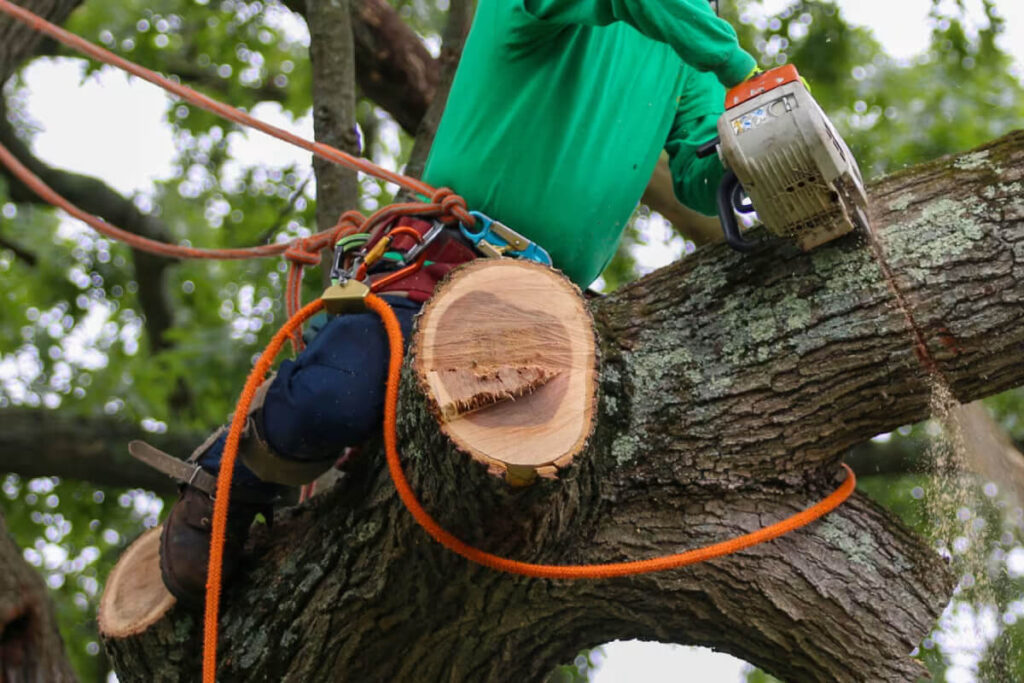 Tree Branch Cutter Service