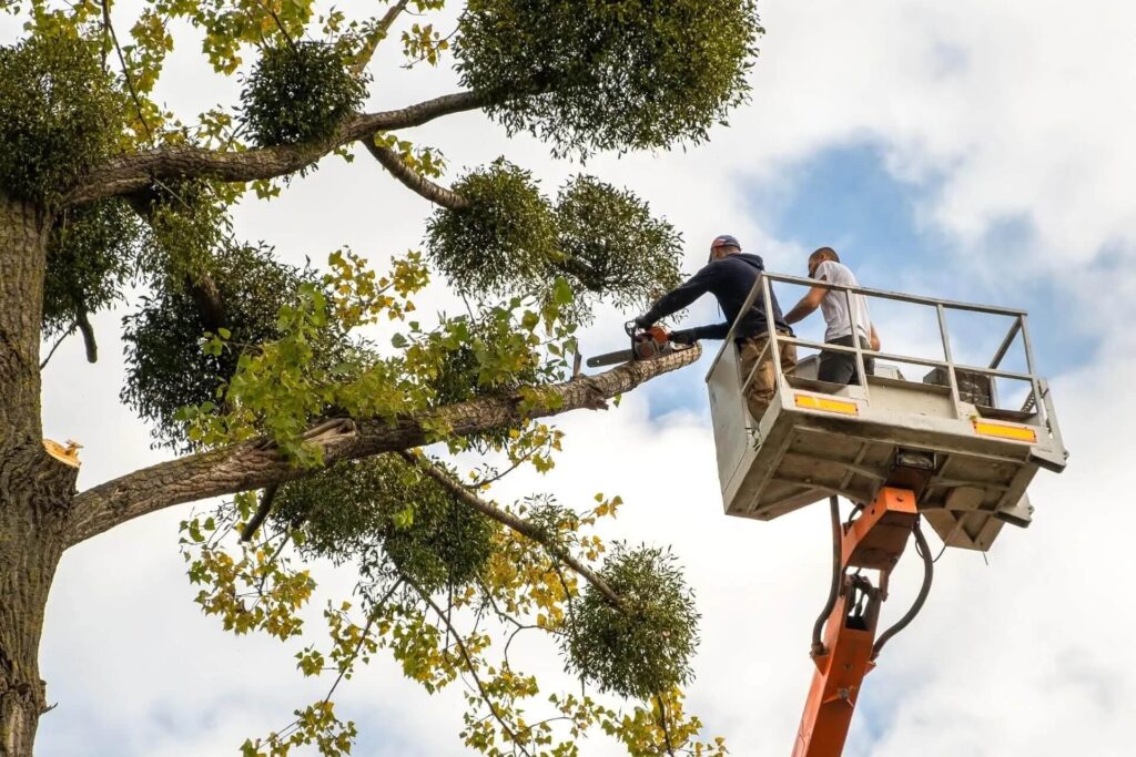 Tree Branch Cutter Service