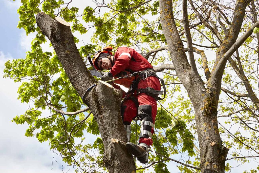 Tree Branch Cutter Service