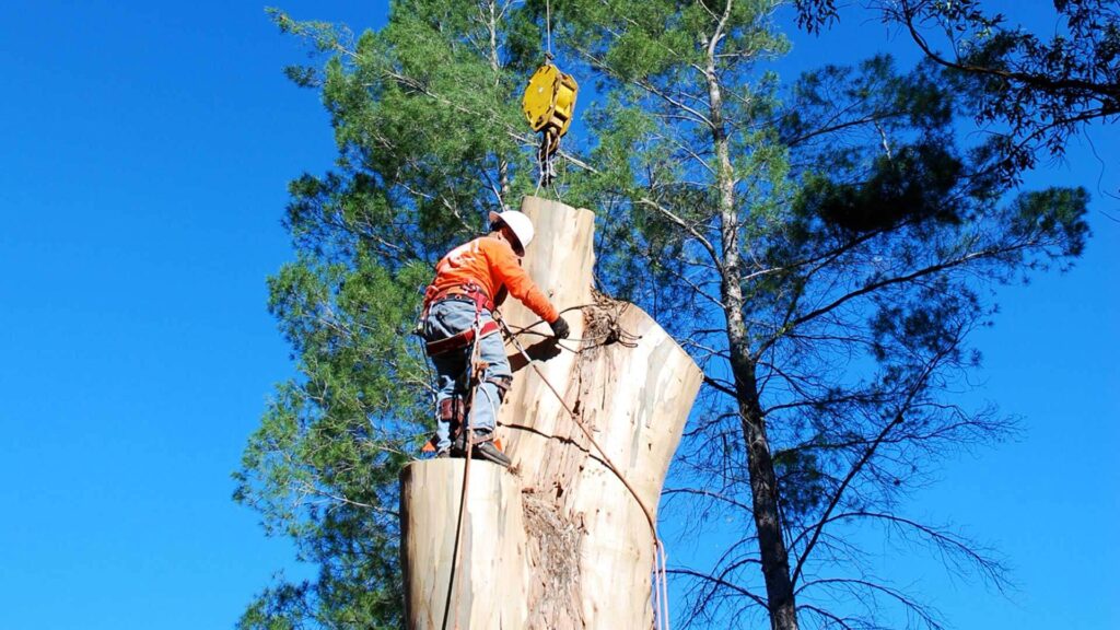 How to Choose a Trusted Tree Removal Company Sydney for Your Next Job