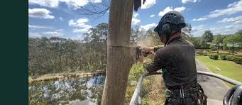 How to Choose a Trusted Tree Removal Company Sydney for Your Next Job