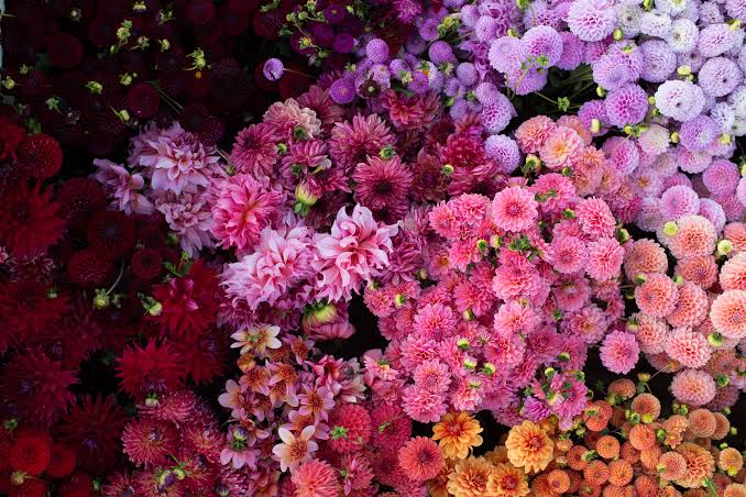 Florist Huntleys Cove: A Local Guide to Buying Flowers